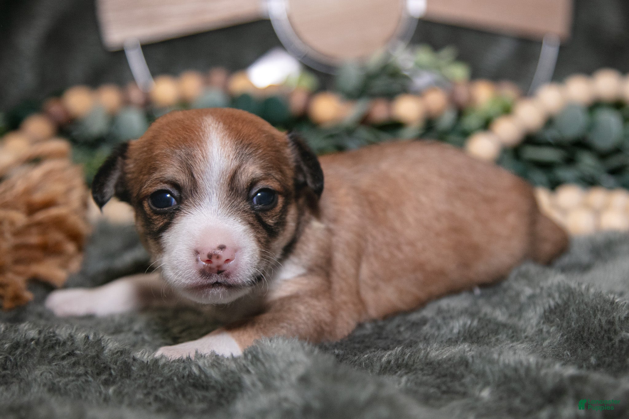 Chihuahua dogs Nacho - Ad 1