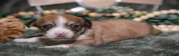Chihuahua dogs for sale: Nacho - Ad 1
