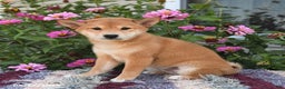 Shiba Inu dogs for sale: Isabelle - Ad 4