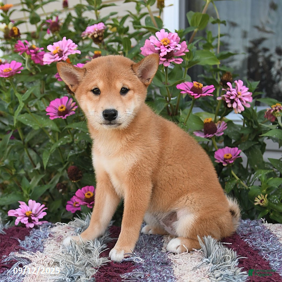 Shiba Inu dogs for sale: Isabelle - Ad 4