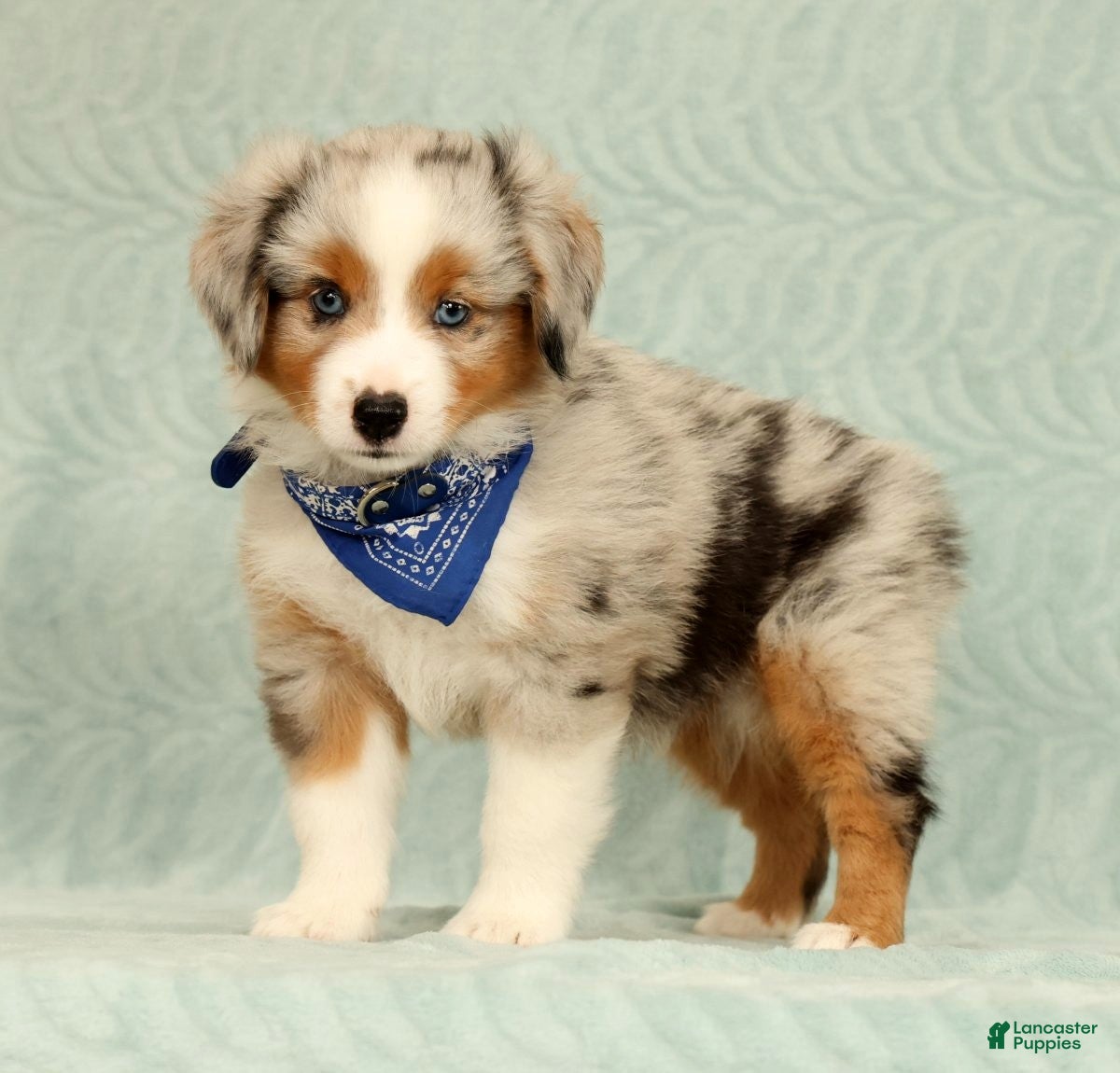 Miniature Australian Shepherd dogs Blue - Ad 1