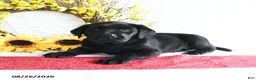 Labrador Retriever dogs for sale: Kwan - Ad 3