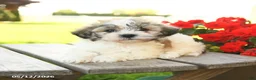 Teddy Bear dogs for sale: Korie - Ad 3