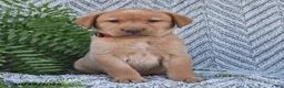 Labrador Retriever dogs for sale: Charles  - Ad 4