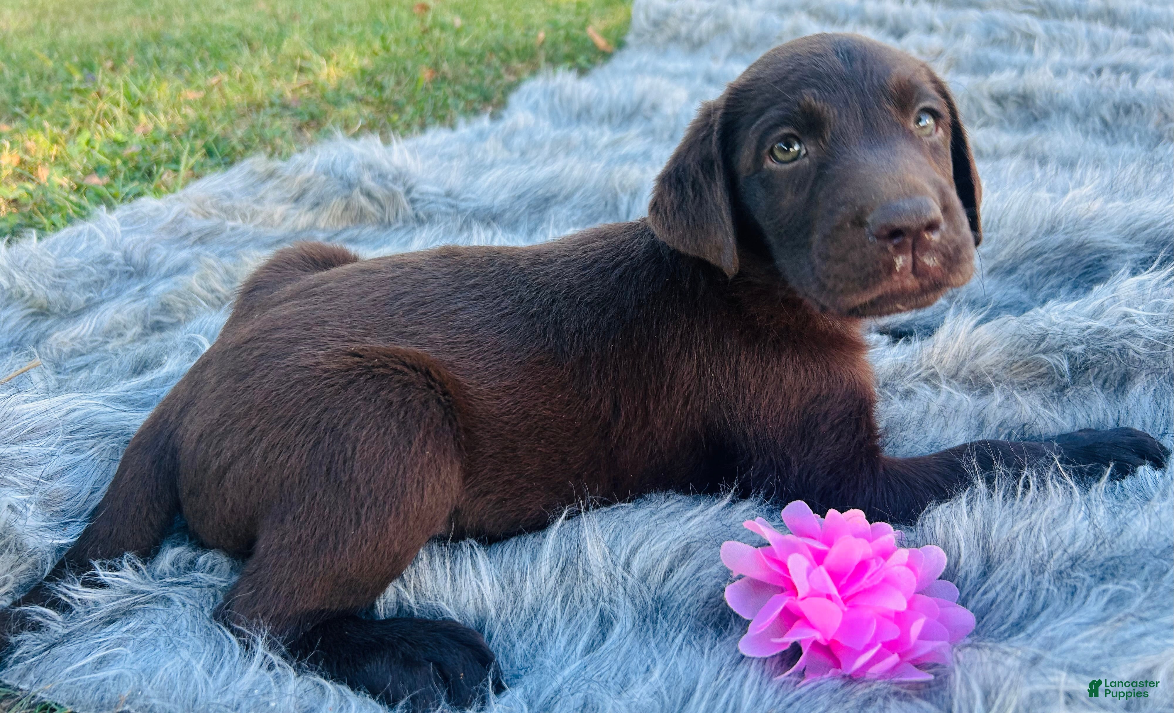 Labrador Retriever dogs Labrador Retriever pink - Ad 1