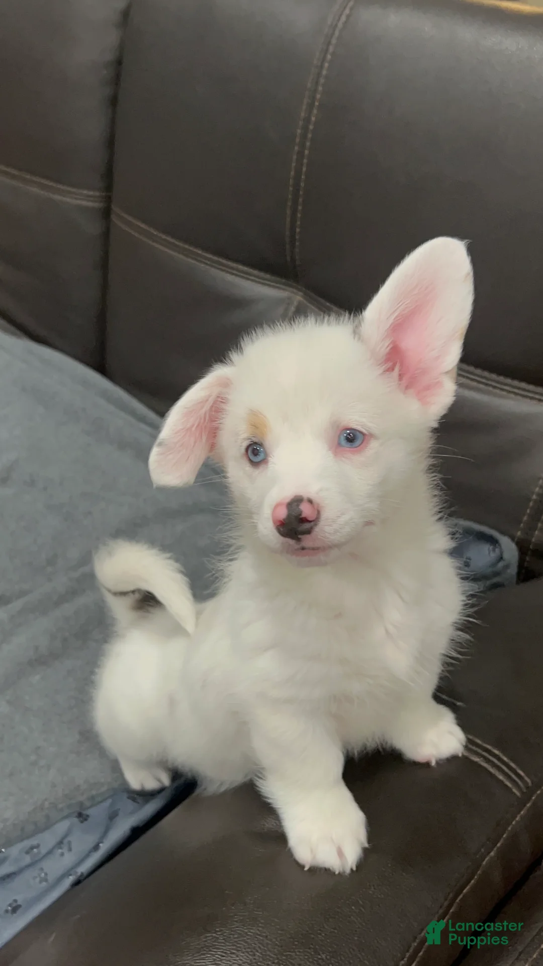 Welsh Corgi Pembroke dogs for sale: LittleBit - Ad 1
