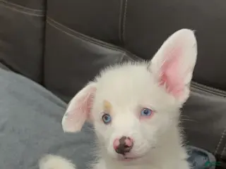 Welsh Corgi Pembroke dogs for sale: LittleBit - Ad 4