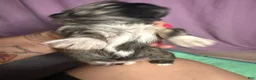 Shih Tzu dogs for sale: Shih Tzu 5 - Ad 3