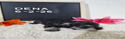 Miniature Schnauzer dogs for sale: Dena - Ad 12