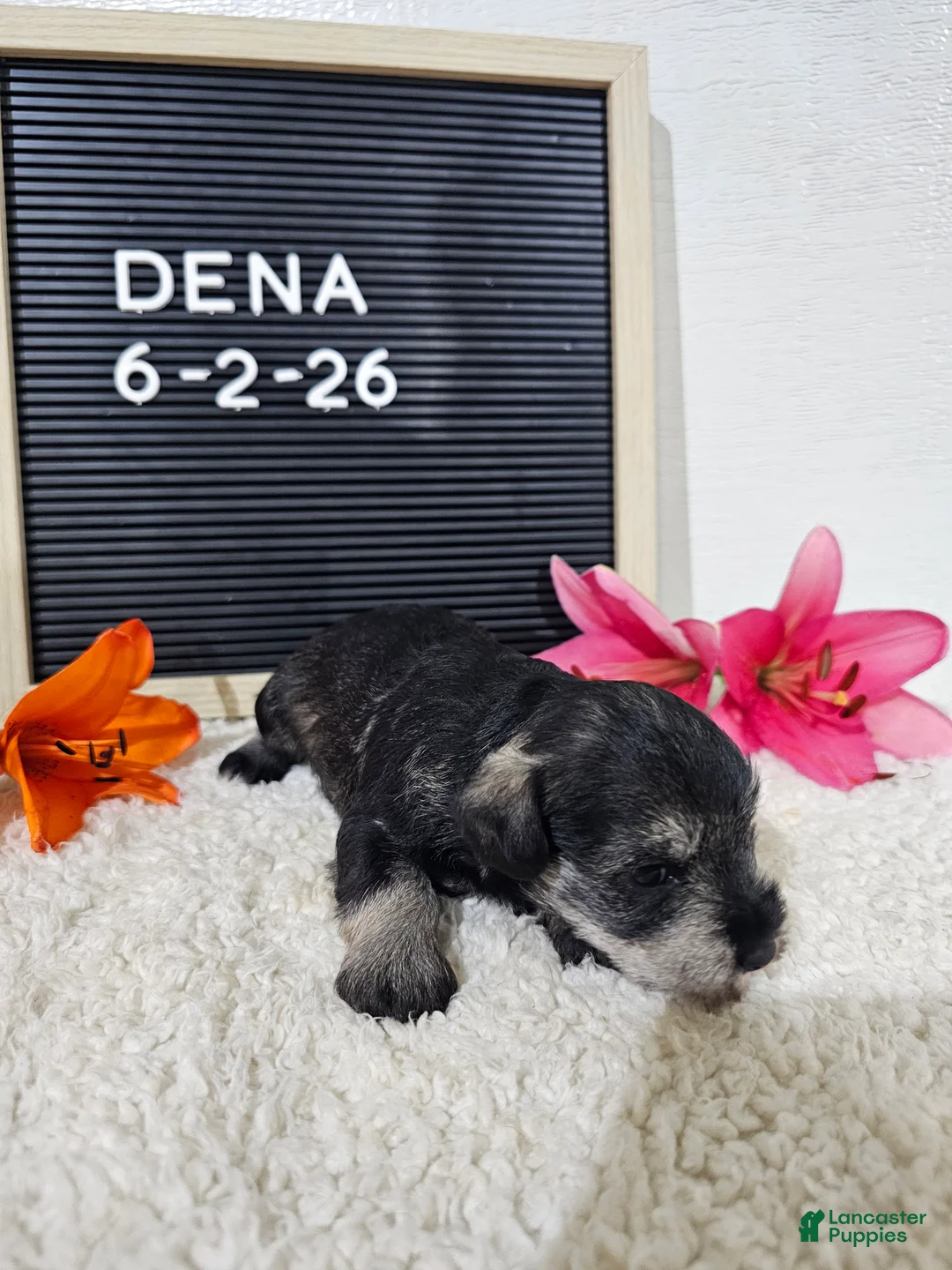 Miniature Schnauzer dogs for sale: Dena - Ad 12