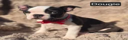 Boston Terrier dogs for sale: Douggie - Ad 9