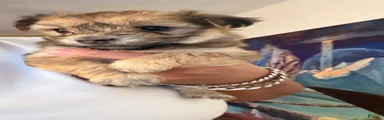 Morkie 5