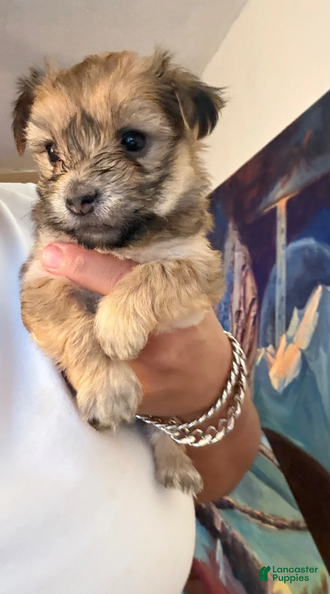 Morkie dogs for sale: Morkie 5 - Ad 1