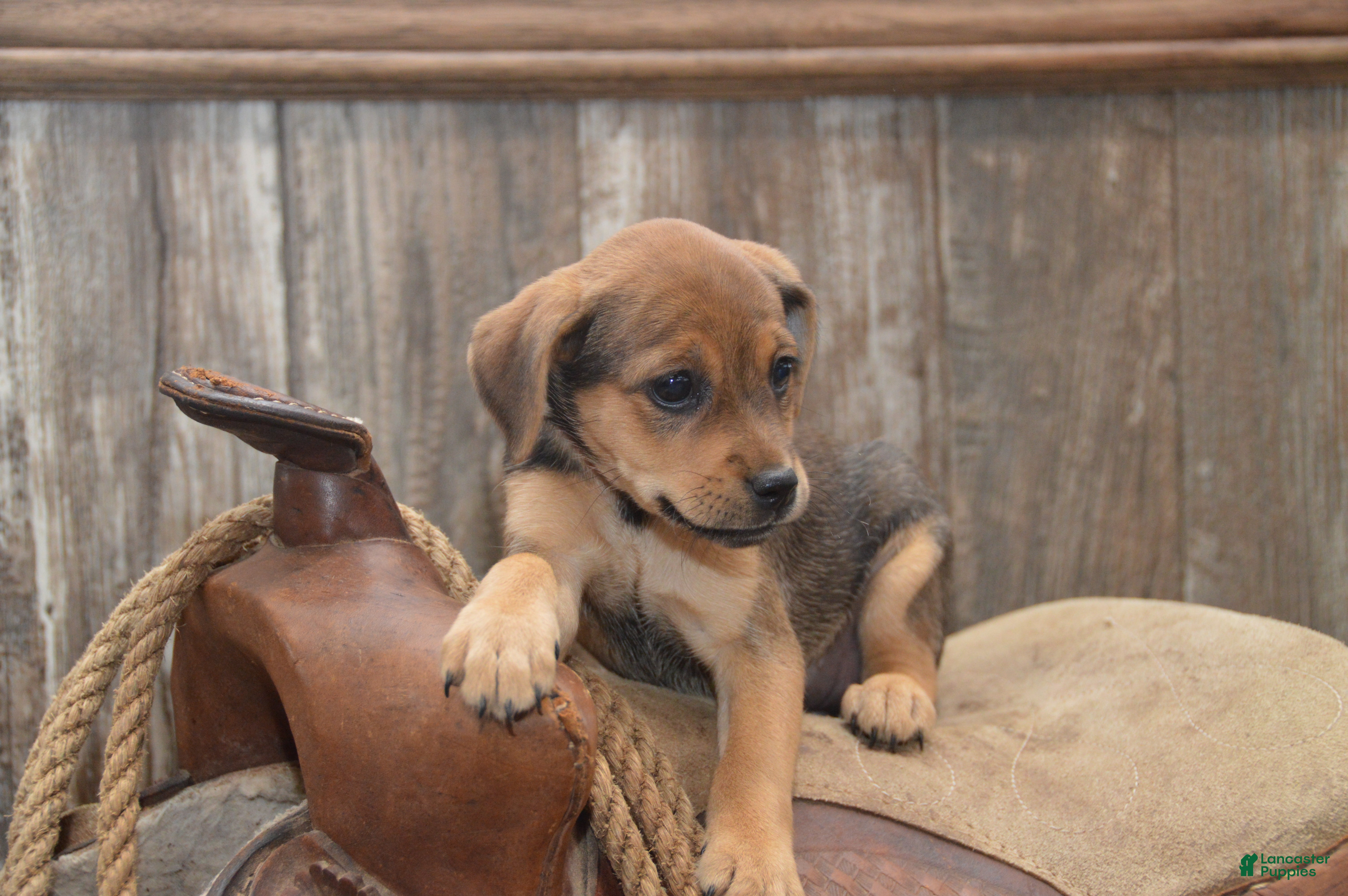 Jug dogs Florida - Ad 2