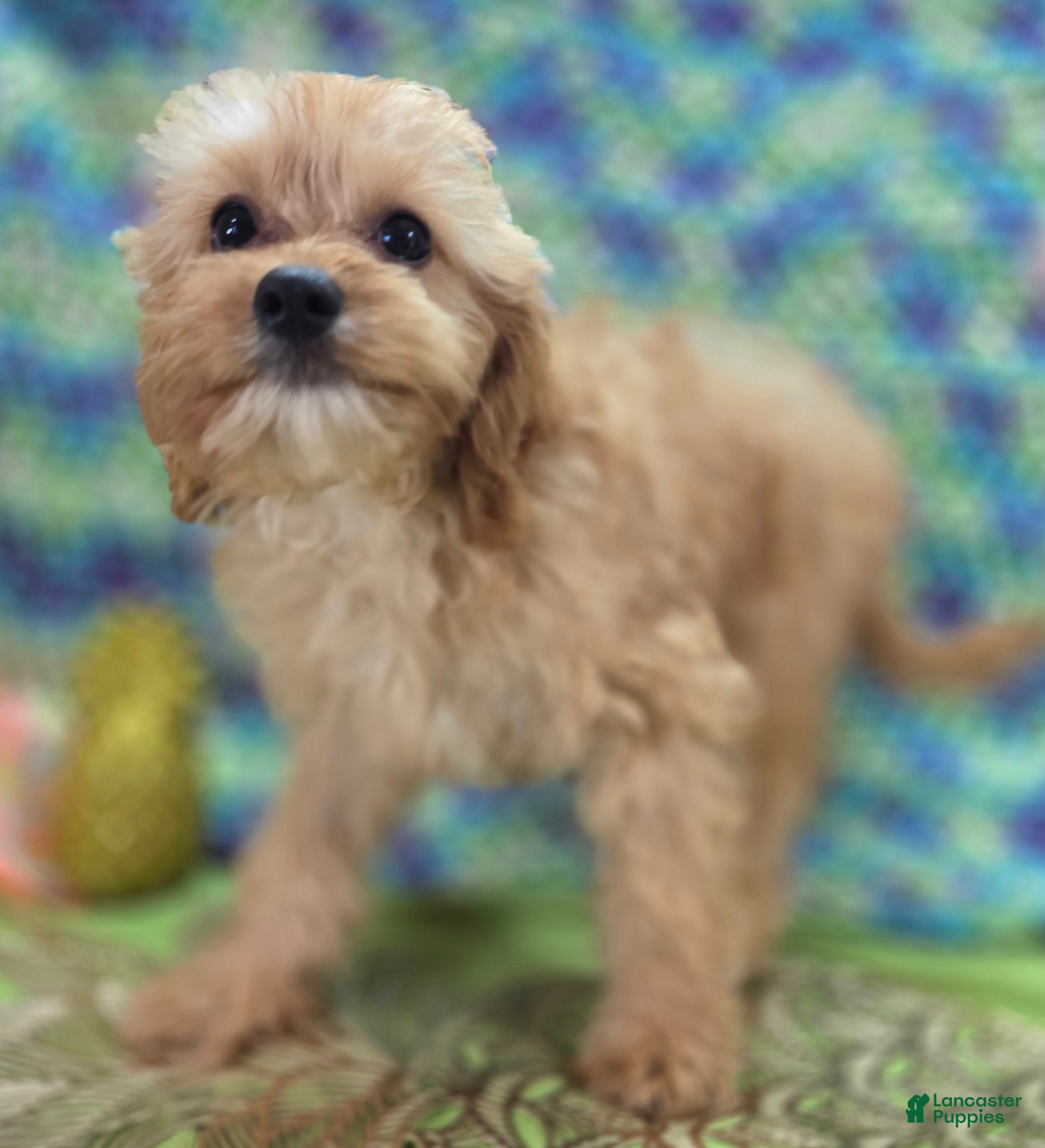 Cavapoo dogs Miles - Ad 18