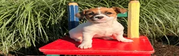 Jack Russell Terrier dogs for sale: Butternut - Ad 3