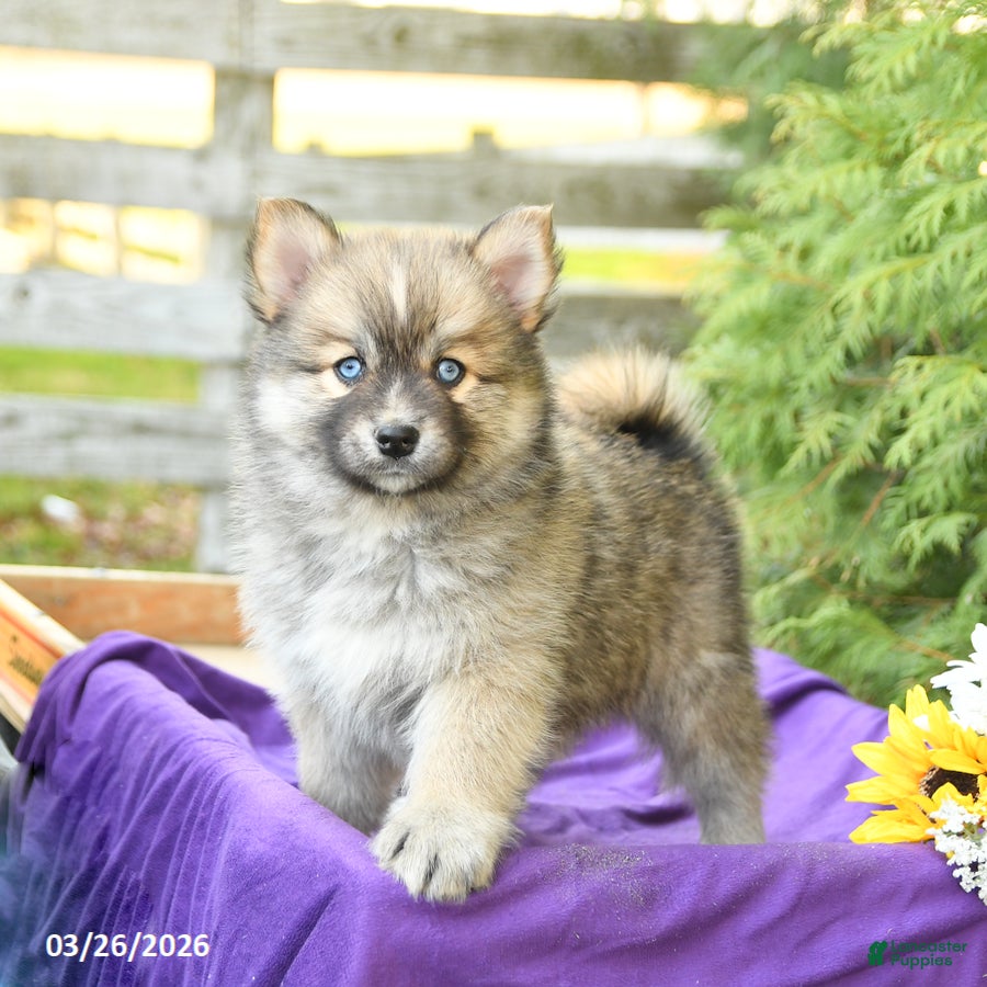 Pomsky dogs Kyla - Ad 1