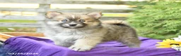 Pomsky dogs for sale: Kyla - Ad 1