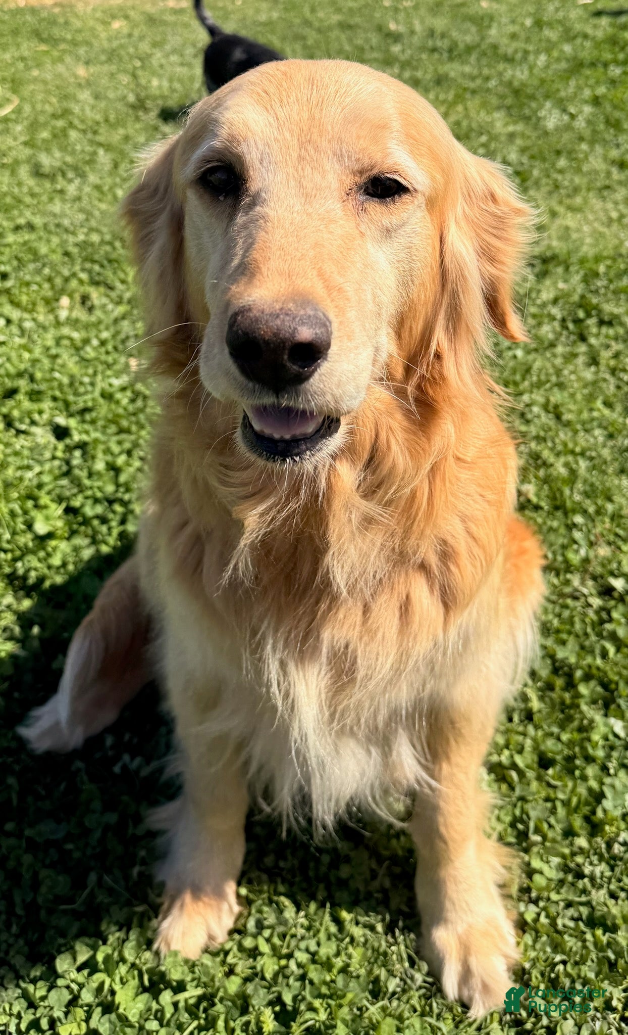 Phoebe 