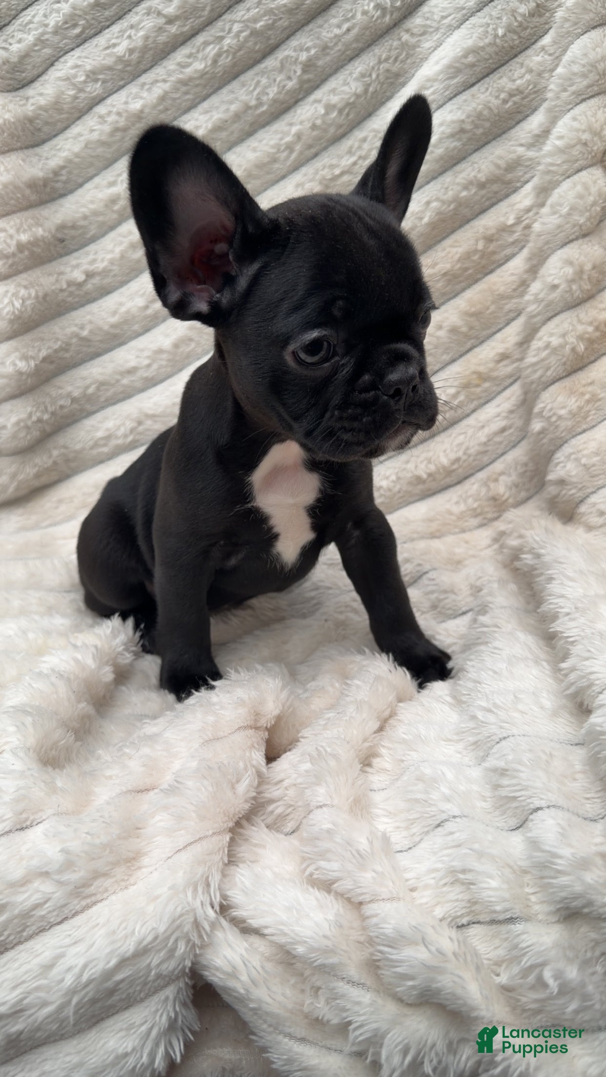 French Bulldog dogs French Bulldog Black with white on chest  - Ad 2