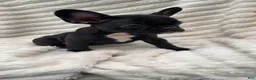 French Bulldog dogs for sale: French Bulldog Black with white on chest  - Ad 2