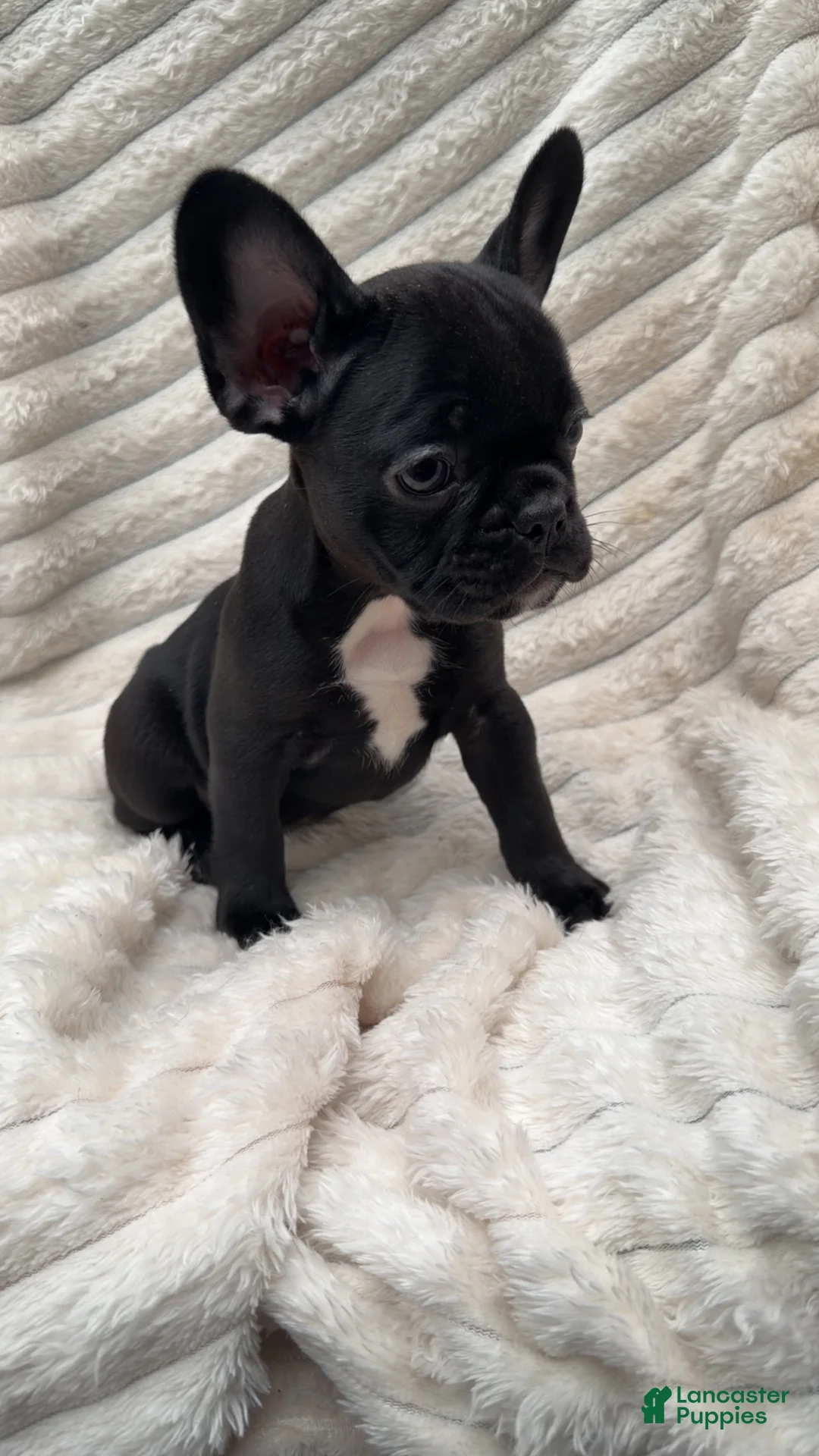 French Bulldog dogs for sale: French Bulldog Black with white on chest  - Ad 2