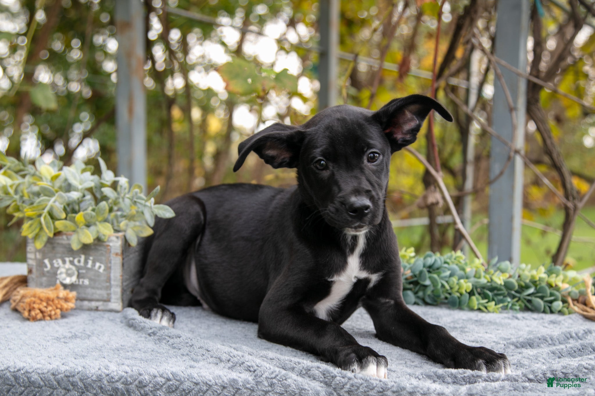 Mixed Breed dogs Derek - Ad 5