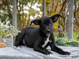 Mixed Breed dogs Derek - Ad 23