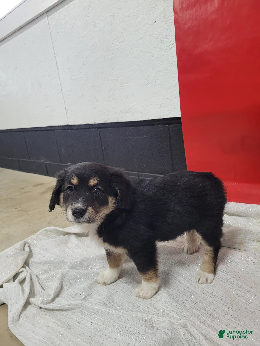 Mixed Breed dogs for sale: Mixed Breed Puppy 1cheyenne - Ad 3