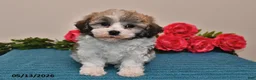 Havanese dogs for sale: Riley - Ad 3