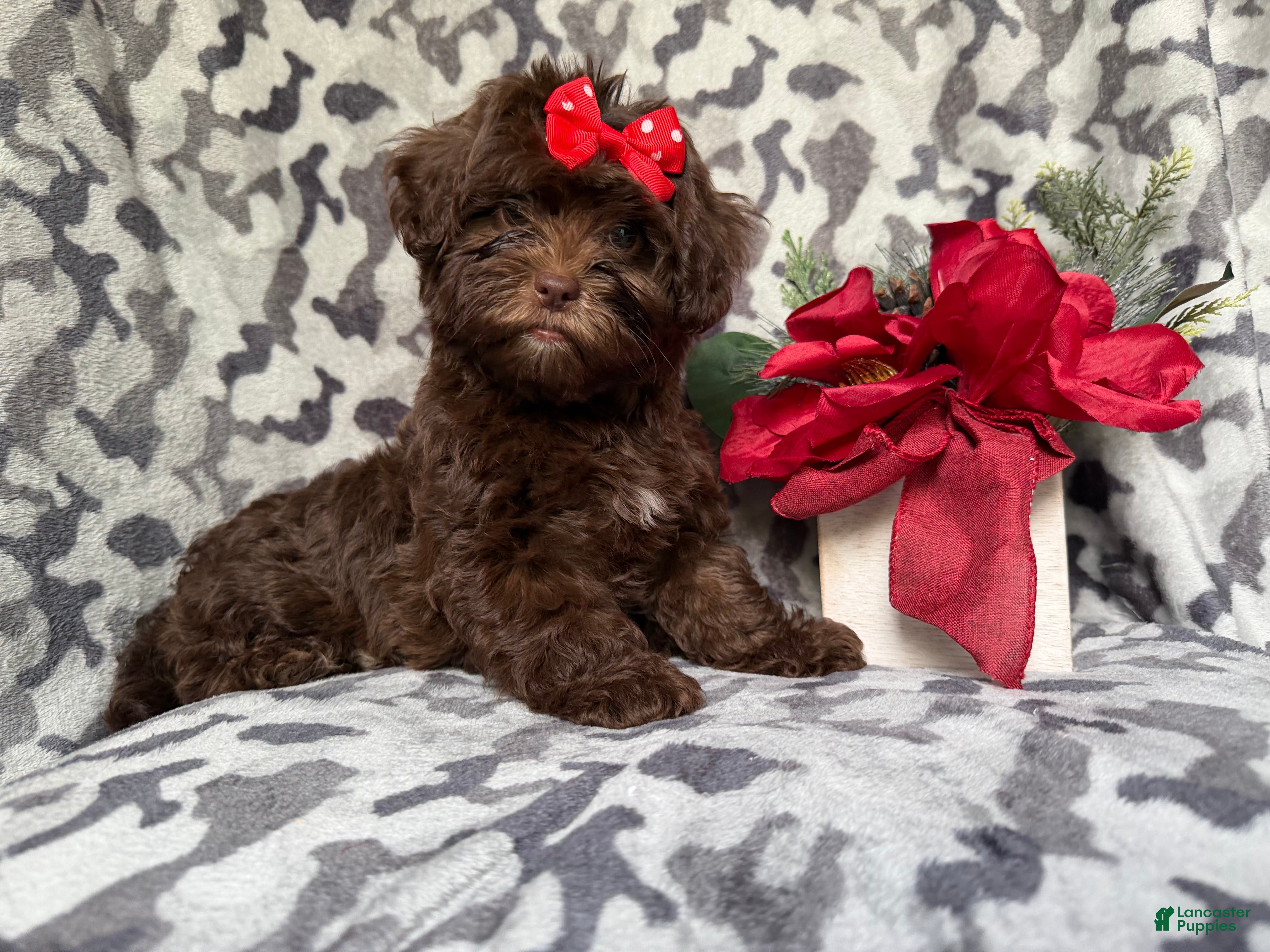 Shihpoo dogs Eve - Ad 10