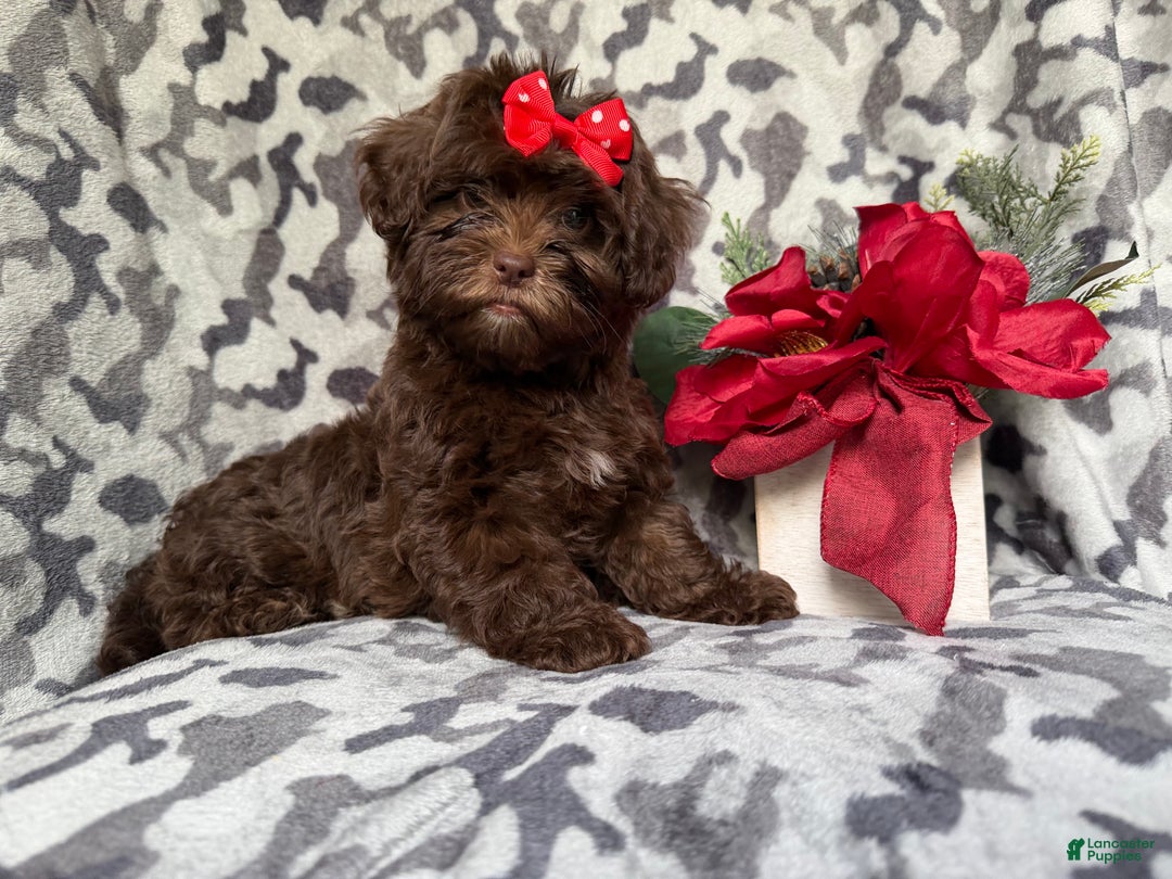 Shihpoo dogs for sale: Eve - Ad 1
