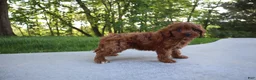 Cavapoo dogs for sale: Trixi - Ad 5