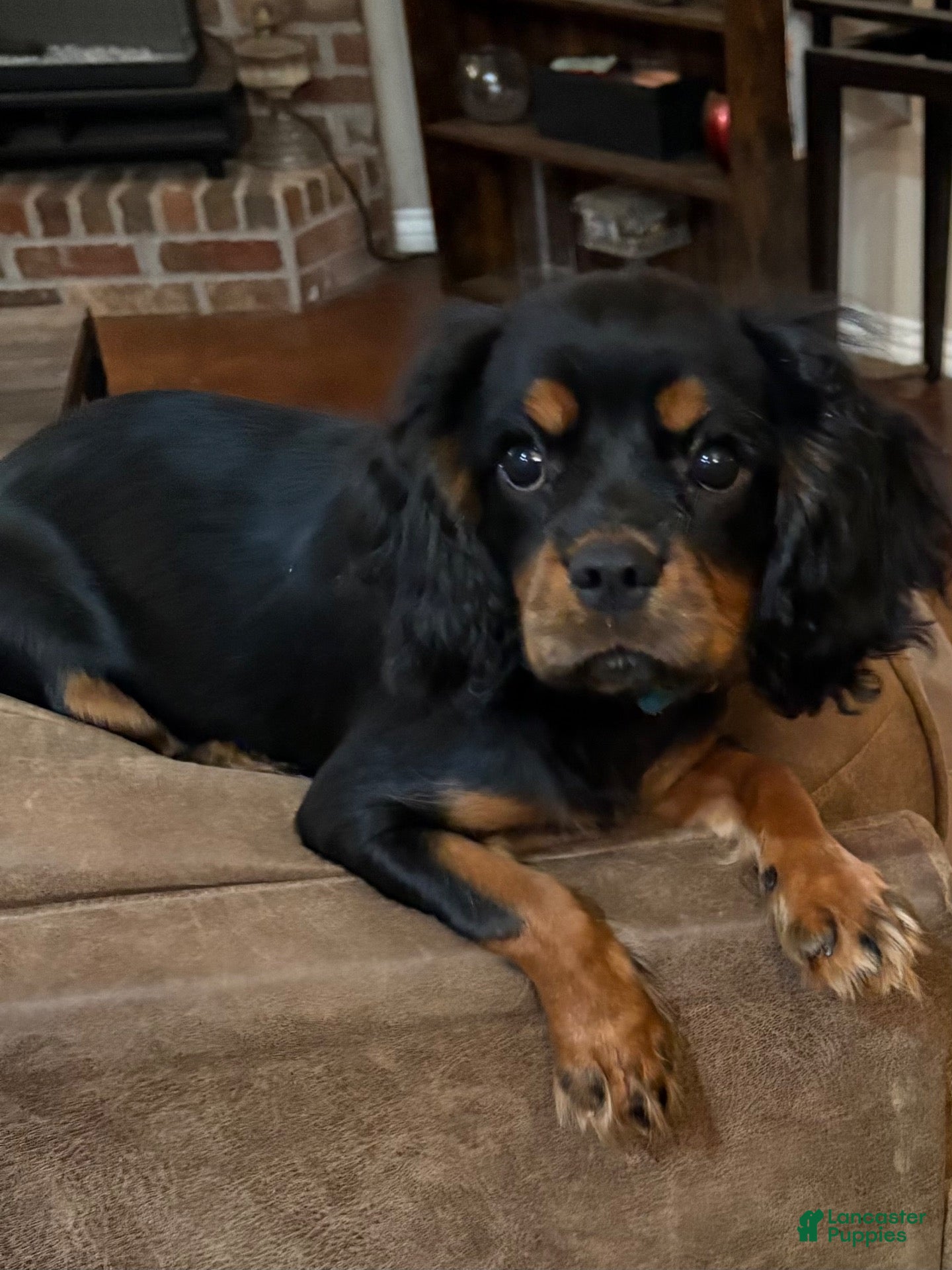 Cavalier King Charles Spaniel dogs Cavalier King Charles Spaniel 1 - Ad 15
