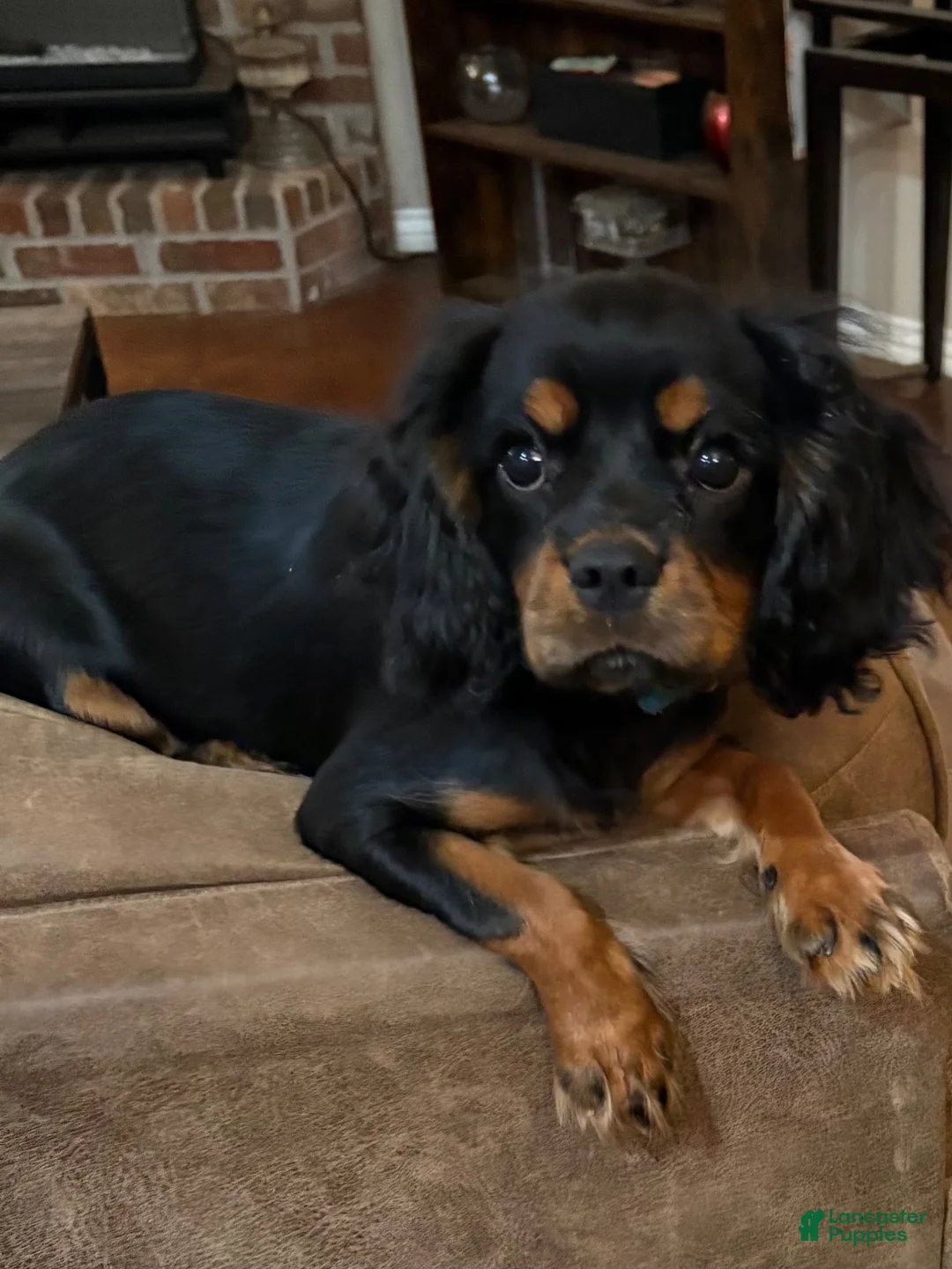 Cavalier King Charles Spaniel dogs for sale: Cavalier King Charles Spaniel 1 - Ad 1