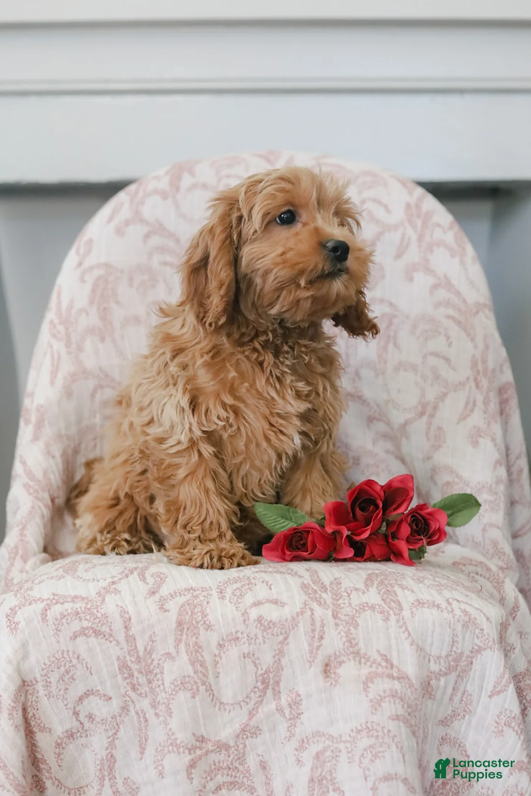 Cockapoo dogs for sale: Joy - Ad 2