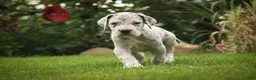 Great Dane dogs for sale: Benson Great Dane  - Ad 1