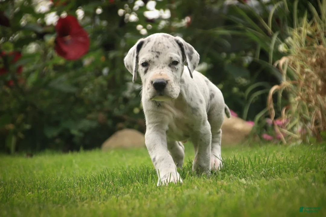 Great Dane dogs for sale: Benson Great Dane  - Ad 1