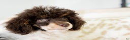 Miniature Poodle dogs for sale: Betty - Ad 7