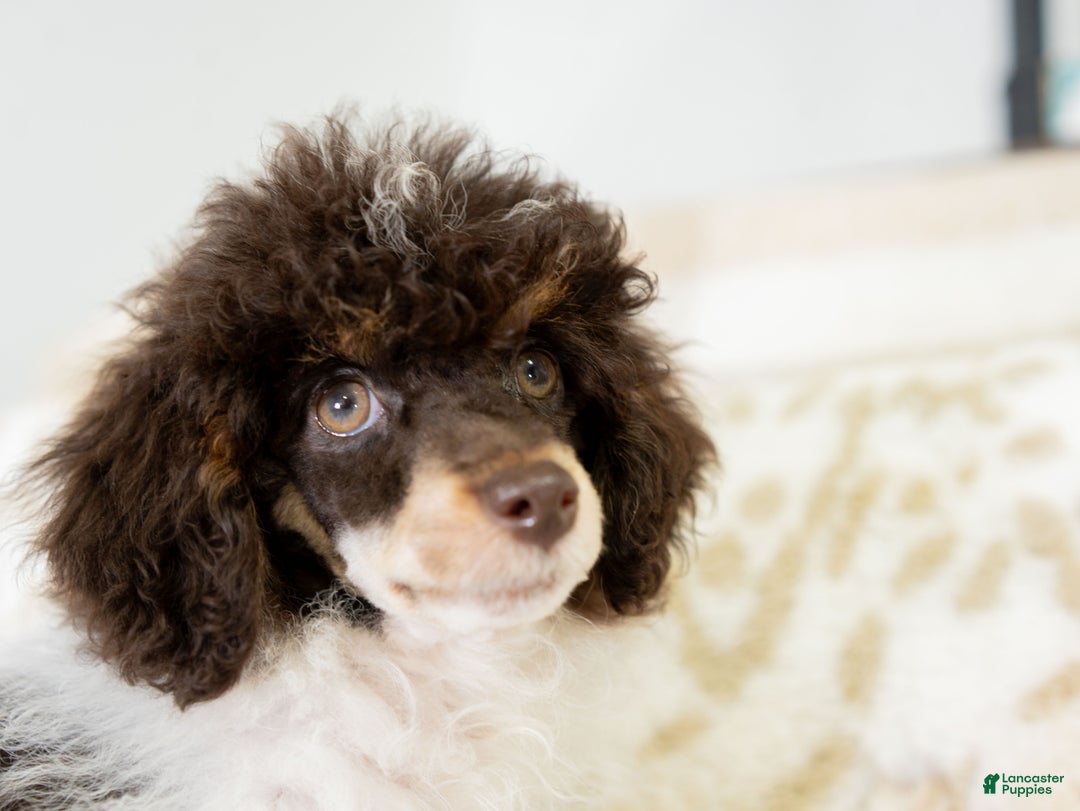 Miniature Poodle dogs for sale: Betty - Ad 7
