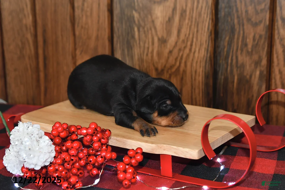 Miniature Pinscher dogs for sale: Archie - Ad 9