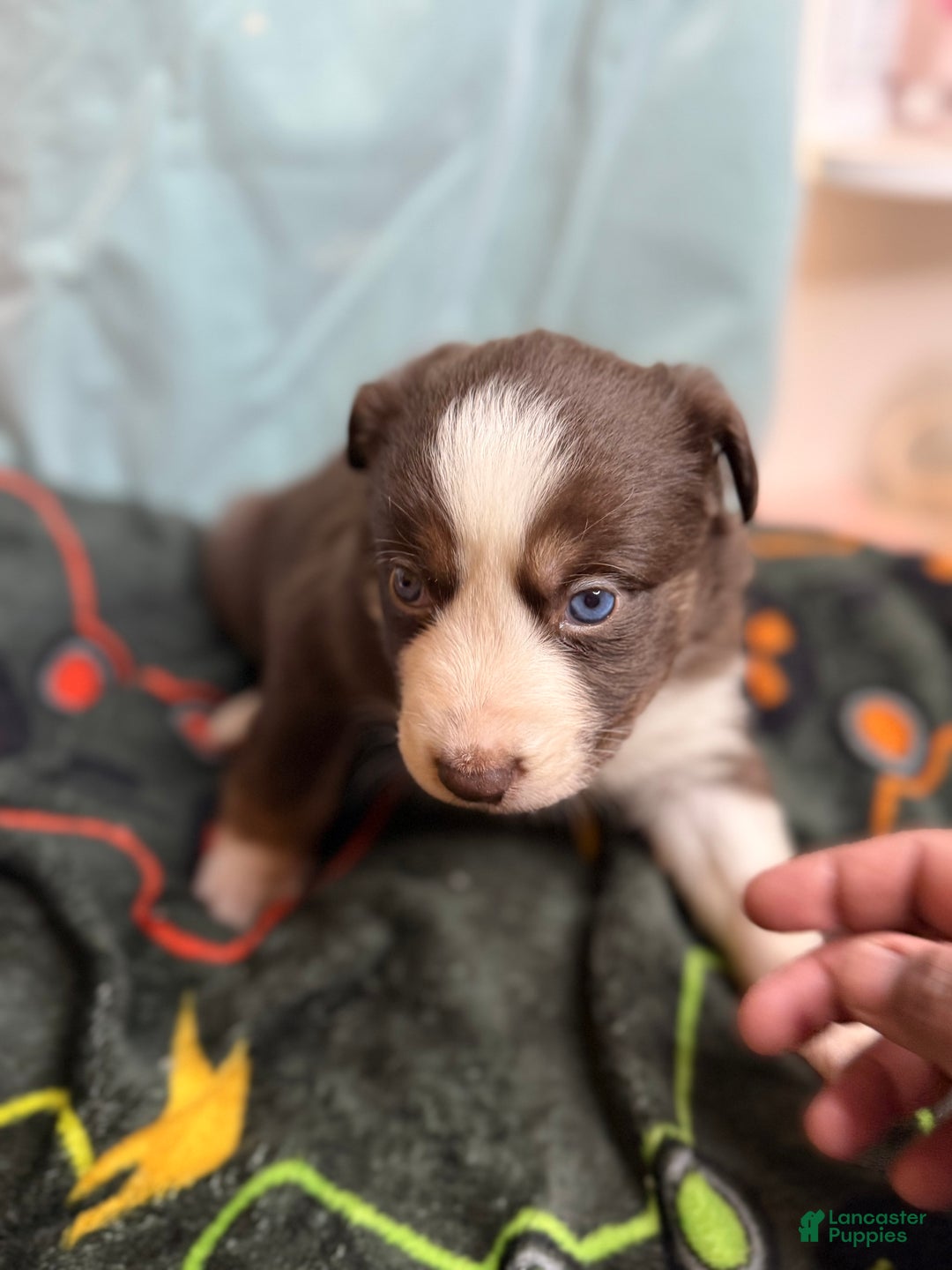 Mixed Breed dogs for sale: Cookie - Ad 1