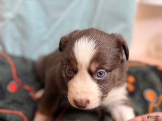 Mixed Breed dogs Cookie - Ad 20