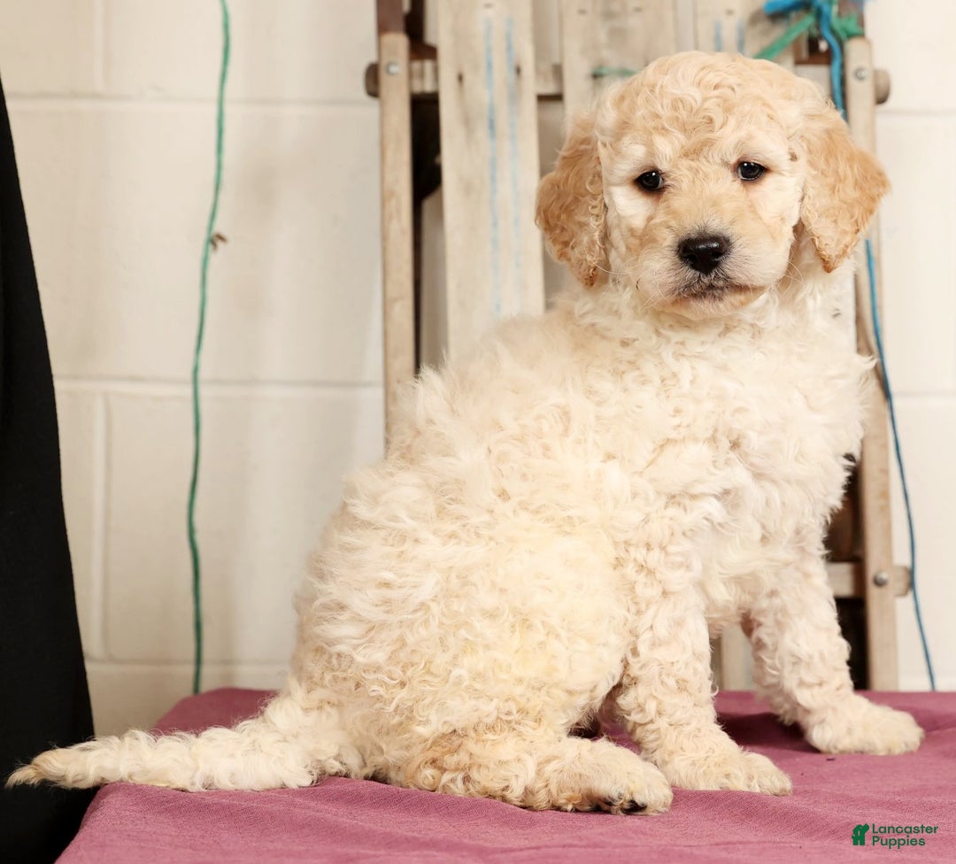 Labradoodle dogs for sale: Gunner - Ad 3