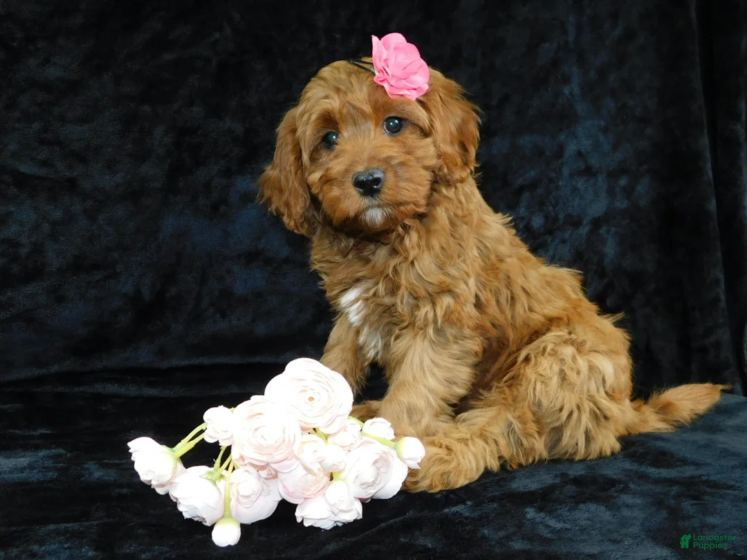 Cavapoo dogs for sale: Princess - Ad 9