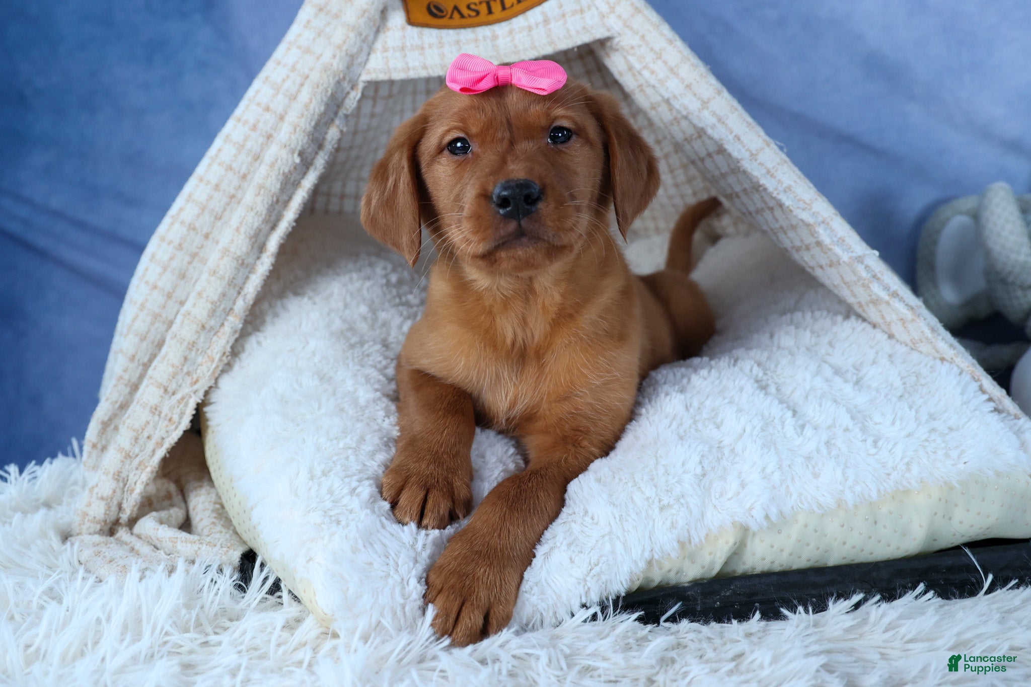 Labrador Retriever dogs DAISY - Ad 1