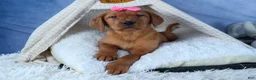 Labrador Retriever dogs for sale: DAISY - Ad 1