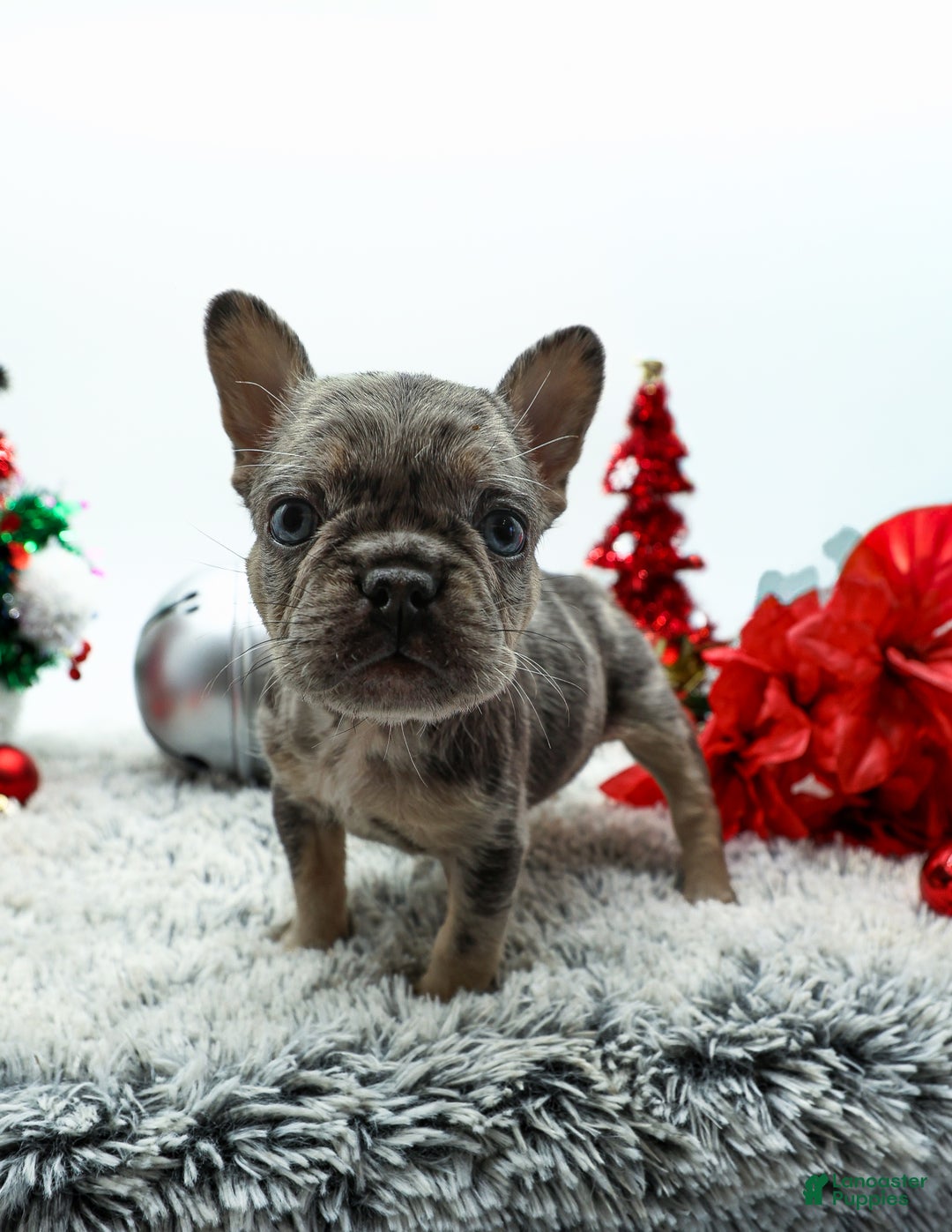 French Bulldog dogs for sale: Princess - Ad 1