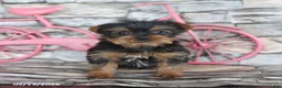 Yorkshire Terrier dogs for sale: Janice - Ad 1