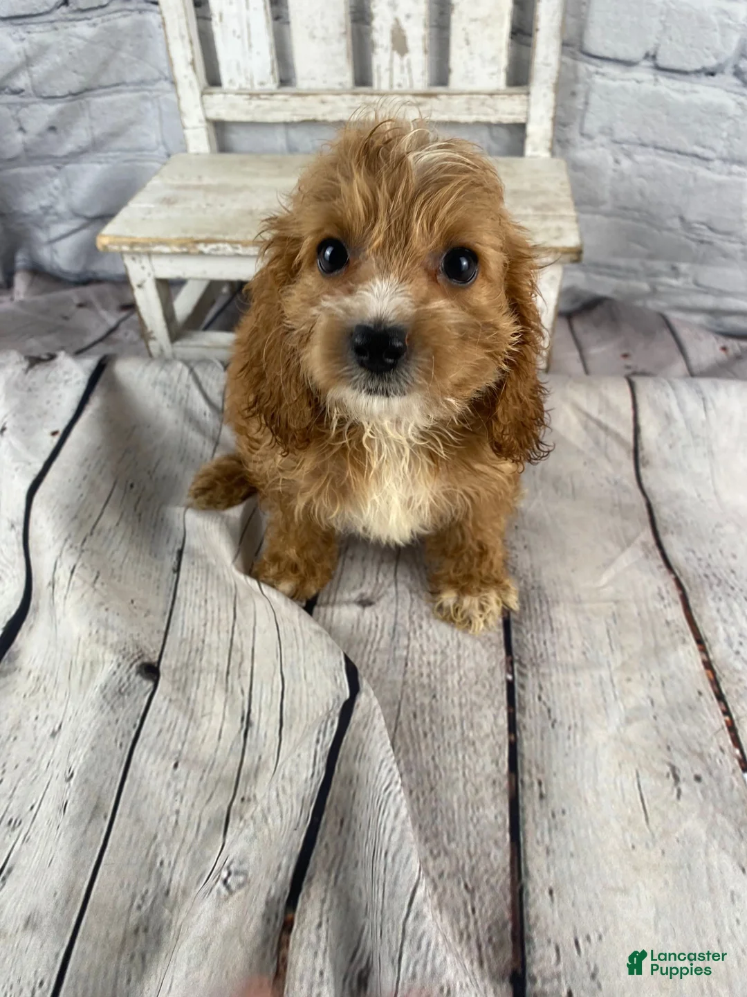 Cockapoo dogs for sale: Lottie - Ad 9